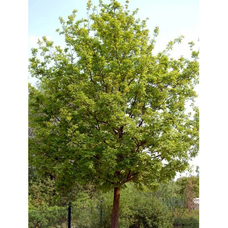 Stilkeg Quercus Robur Alletræ, Stammeomkreds 30-35 Cm. Med Klump - Billede 6