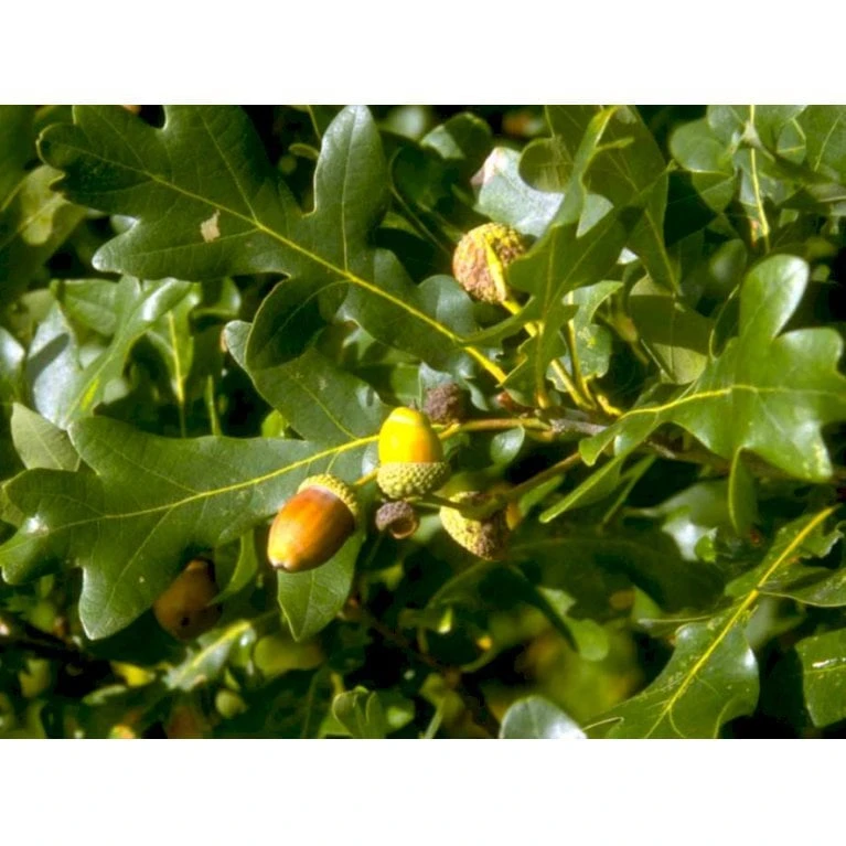 Stilkeg Quercus Robur Alletræ, Stammeomkreds 30-35 Cm. Med Klump - Billede 4