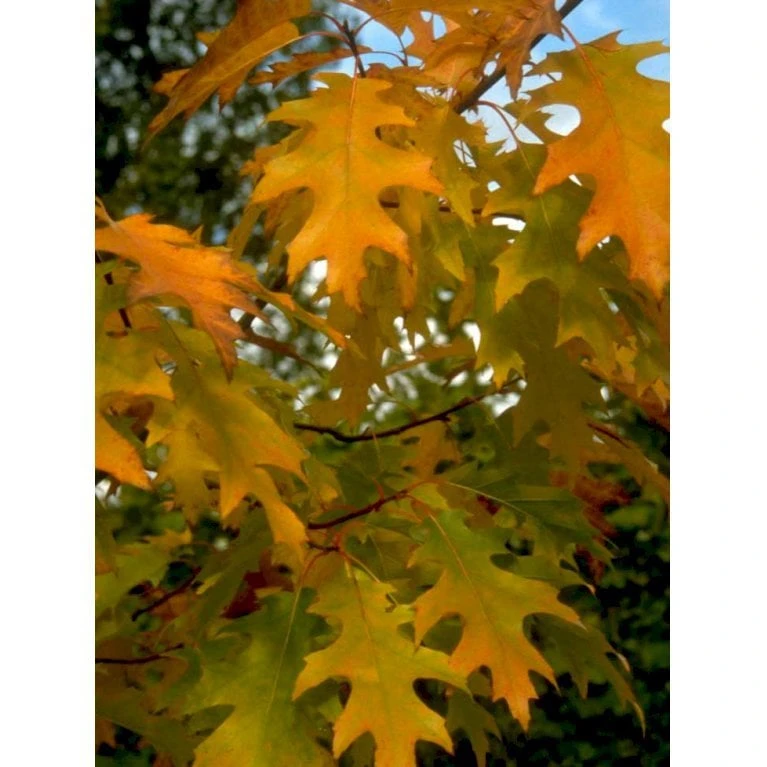 Stilkeg Quercus Robur Alletræ, Stammeomkreds 30-35 Cm. Med Klump - Billede 5