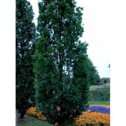 Pyramideeg Quercus Robur 'Fastigiata' Heister 175-200 Cm. Med Potte