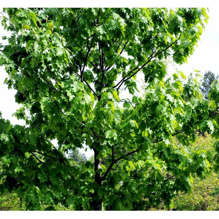 Rødeg Quercus Rubra Barrods,- 2 års (1/1) 30-80 Cm. - Billede 3