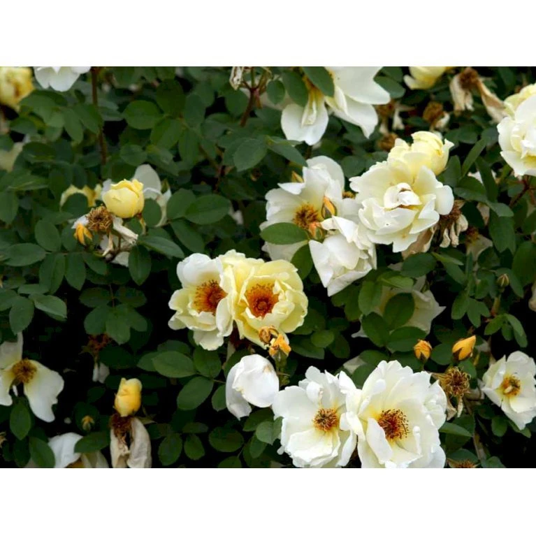 Klitrose Rosa Pimpinellifolia Barrods,- 1 års (1/0) 30-60 Cm. - Billede 3