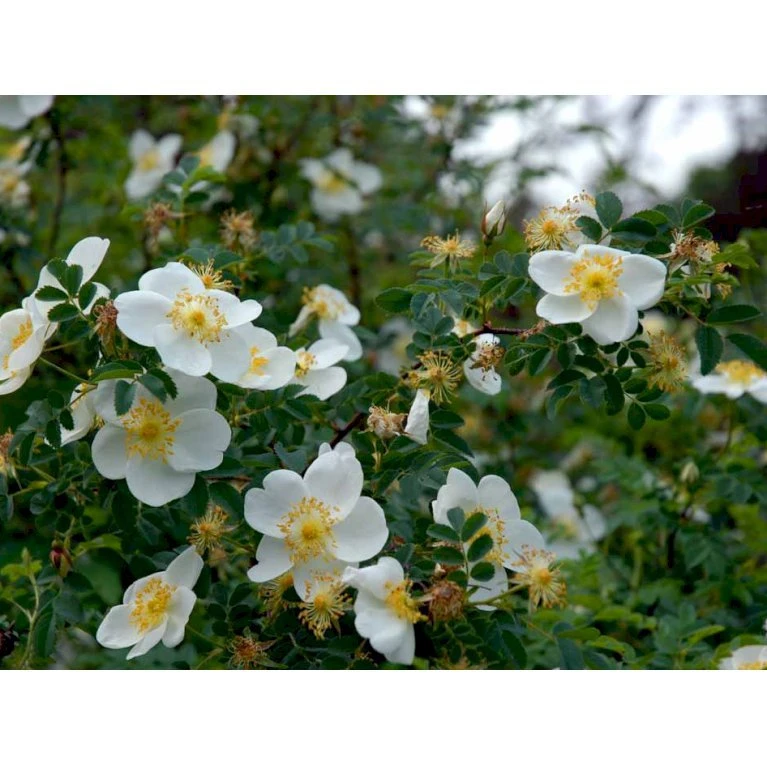 Klitrose Rosa Pimpinellifolia Barrods,- 1 års (1/0) 30-60 Cm.