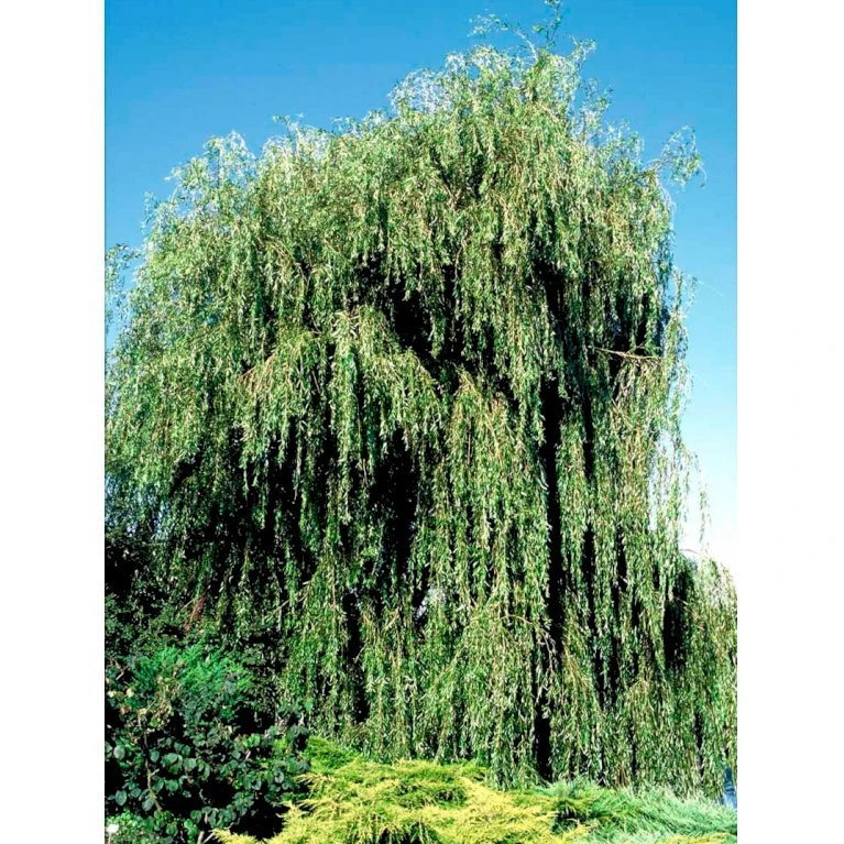 Guldhængepil Salix Alba 'Tristis' Heister 175-200 Cm. Med Potte - Billede 3