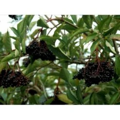 Almindelig Hyld Sambucus Nigra Barrods, - 1 års (1/0) 30-60 Cm