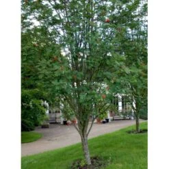 Røn 'Sheerwater Seedling' Sorbus Aucuparia 'Sheerwater Seedling' Potte 10 Liter 200-250 Cm.