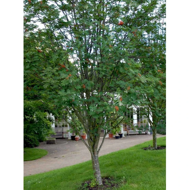 Røn 'Sheerwater Seedling' Sorbus Aucuparia 'Sheerwater Seedling' Potte 10 Liter 200-250 Cm.