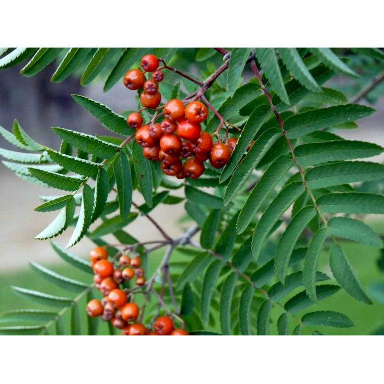 Røn 'Sheerwater Seedling' Sorbus Aucuparia 'Sheerwater Seedling' Potte 10 Liter 200-250 Cm. - Billede 3