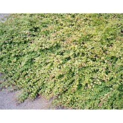 Rød Snebær Symphoricarpos Chenaultii Barrods,- 2 års (0/2) 30-60 Cm.