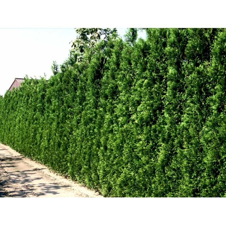 Hækthuja 'Brabant' Thuja Occidentalis 'Brabant' Med Klump,- 200-225 Cm. - Billede 6