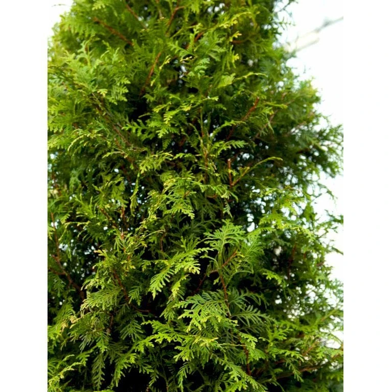 Hækthuja 'Brabant' Thuja Occidentalis 'Brabant' Med Klump,- 150-175 Cm. - Billede 5