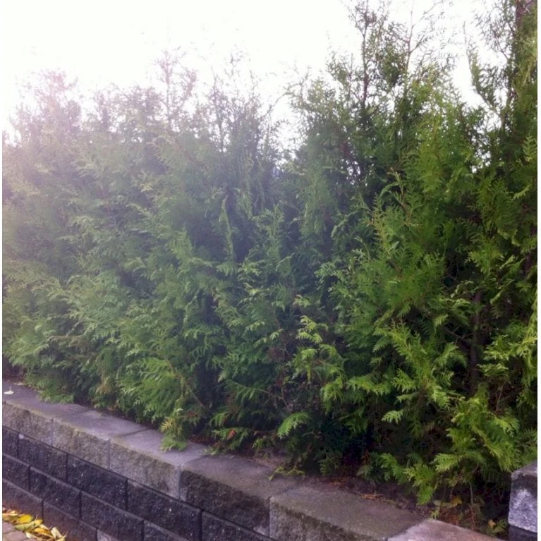 Hækthuja 'Brabant' Thuja Occidentalis 'Brabant' Med Klump,- 150-175 Cm. - Billede 7