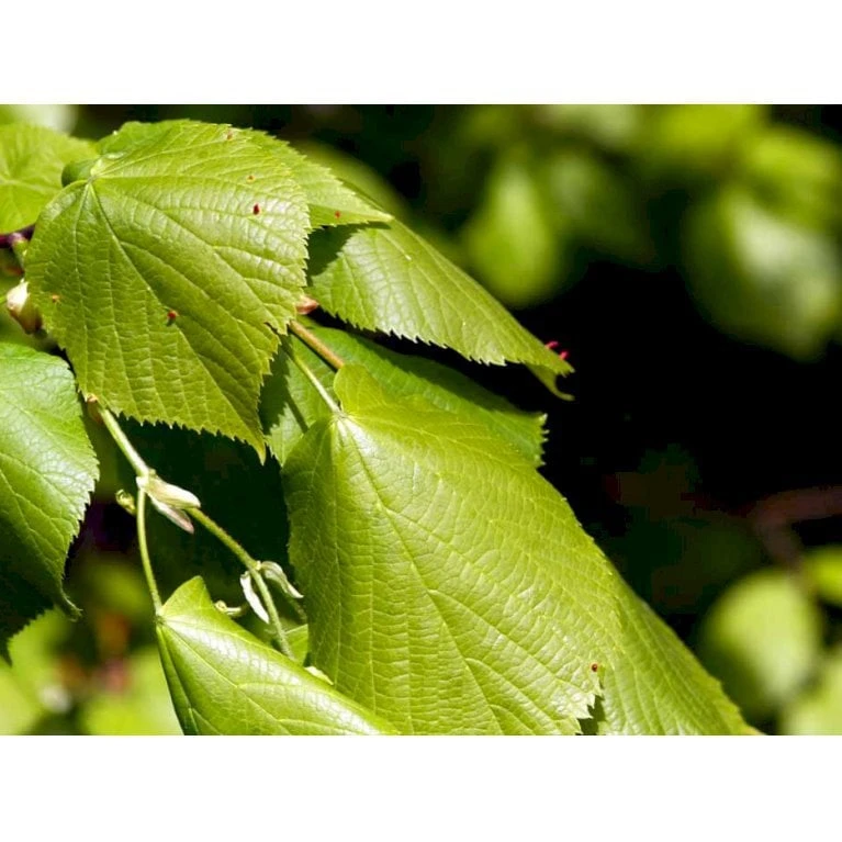 Storbladet Lind Tilia Platyphyllos Stammehøjde Ca. 220-240cm. + Krone,- Omkreds 20-25 Cm. Med Klump. - Billede 2