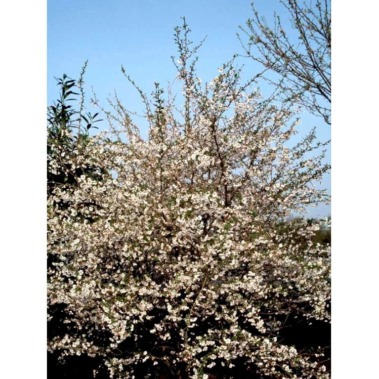 Prydkirsebær 'Hally Jolivette' Prunus Subhirtella 'Hally Jolivette' Opstammet 150 Cm. Med Potte - Billede 4
