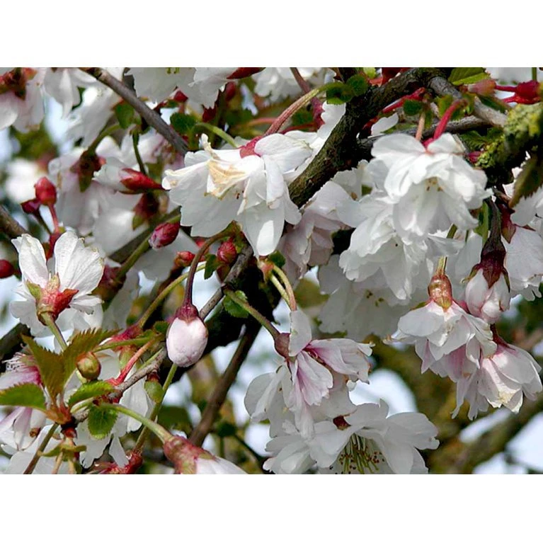 Prydkirsebær 'Hally Jolivette' Prunus Subhirtella 'Hally Jolivette' Opstammet 150 Cm. Med Potte - Billede 3