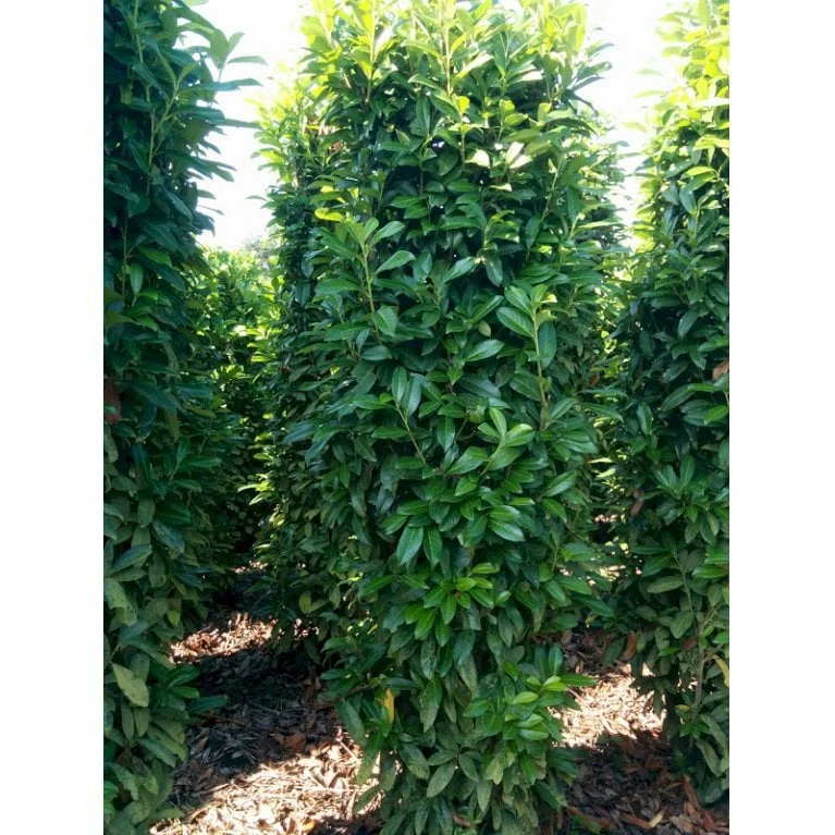 Kirsebærlaurbær 'Genolia' Prunus Laurocerasus 'Genolia' Med Klump, - 80-100 Cm - Billede 2