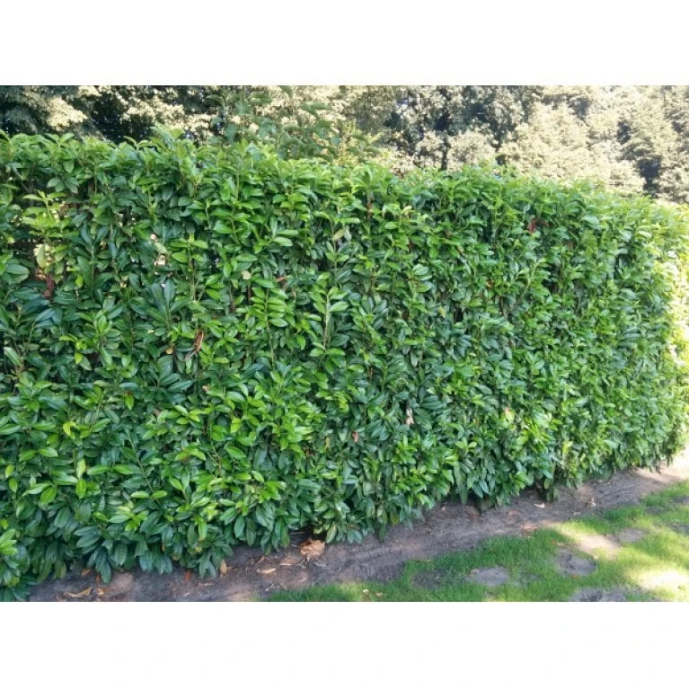 Kirsebærlaurbær 'Genolia' Prunus Laurocerasus 'Genolia' Med Klump, 60-80 Cm. - Billede 4