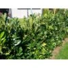 Kirsebærlaurbær 'Genolia' Prunus Laurocerasus 'Genolia' Potte 10 Liter,- 80-100 Cm.