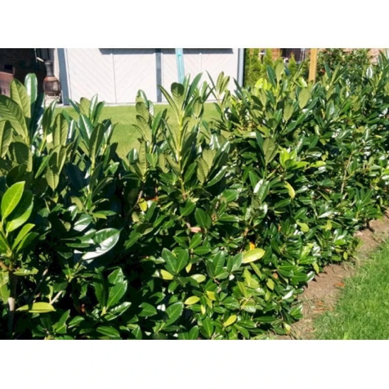 Kirsebærlaurbær 'Genolia' Prunus Laurocerasus 'Genolia' Med Klump, - 80-100 Cm