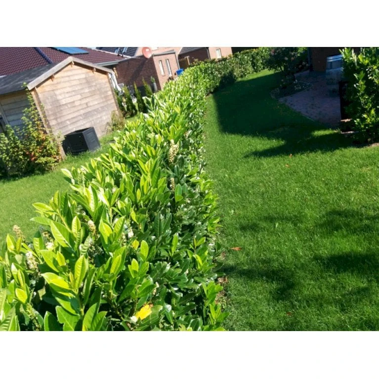 Kirsebærlaurbær 'Genolia' Prunus Laurocerasus 'Genolia' Med Klump, - 80-100 Cm - Billede 3