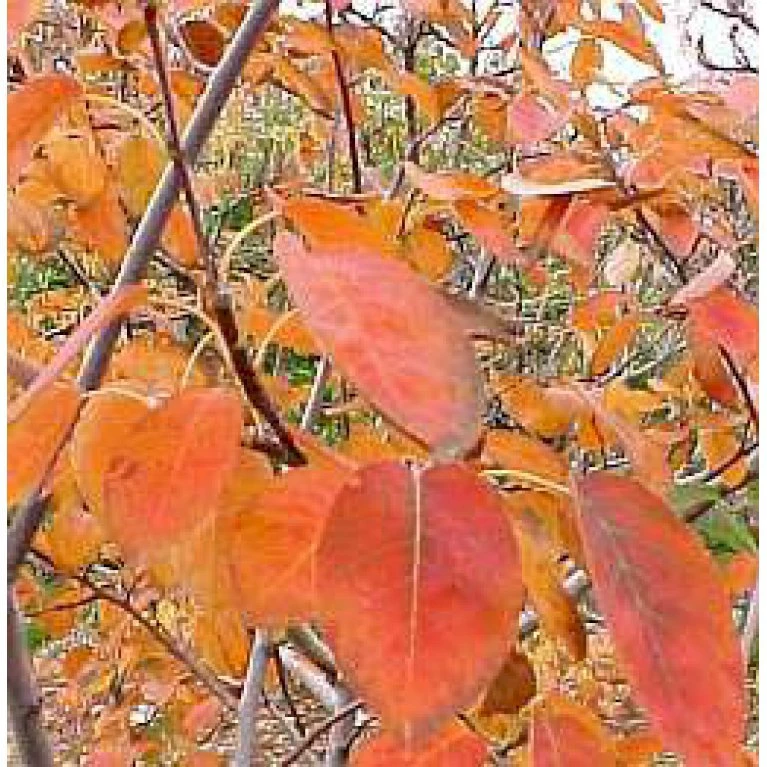 Træagtig Bærmispel 'Robin Hill' Amelanchier Arborea 'Robin Hill' Heister 175-200 Cm. Med Potte - Billede 4