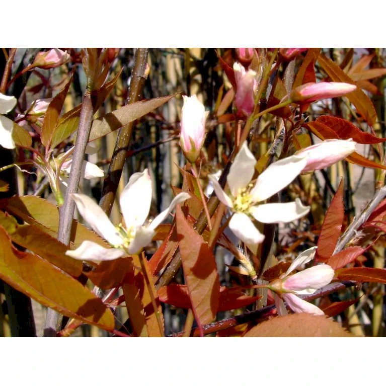 Træagtig Bærmispel 'Robin Hill' Amelanchier Arborea 'Robin Hill' Heister 175-200 Cm. Med Potte - Billede 3