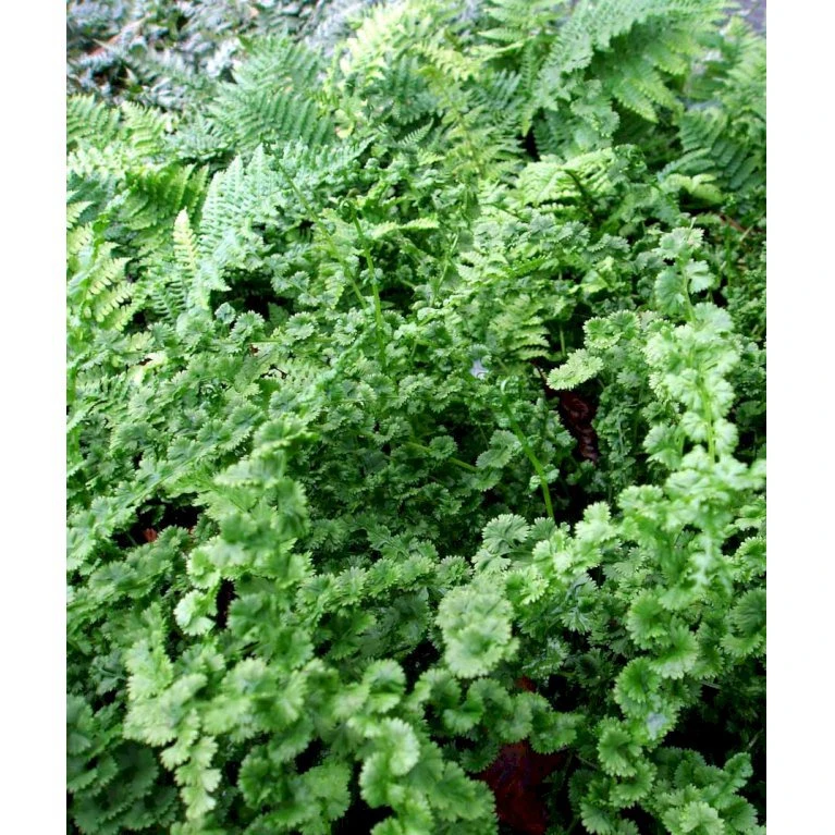 Halvmåne-Fjerbregne Athyrium Filix-femina 'Frizelliae' 5 Liter Potte - Billede 3