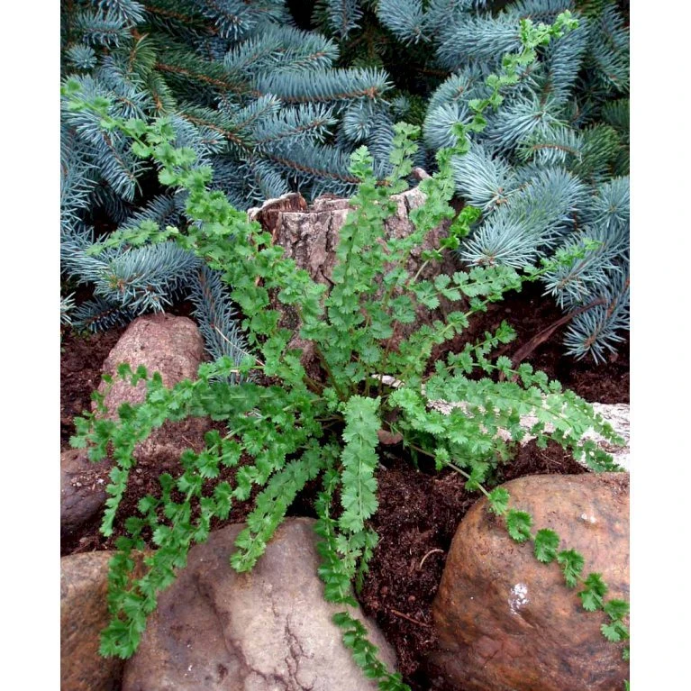 Halvmåne-Fjerbregne Athyrium Filix-femina 'Frizelliae' 5 Liter Potte - Billede 4
