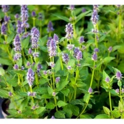 Anis Isop 'Blue Fortune' Agastache Foeniculum 'Blue Fortune' 1 Liter Potte
