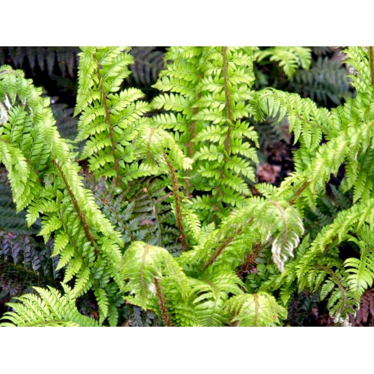 Almindelig Skjoldbregne Polystichum Aculeatum 1 Liter Potte - Billede 3