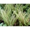 Skjoldbregne Polystichum Setiferum 1 Liter Potte