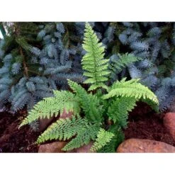 Tæt Mosbregne Polystichum Setiferum 'Plumosum Densum' 1 Liter Potte