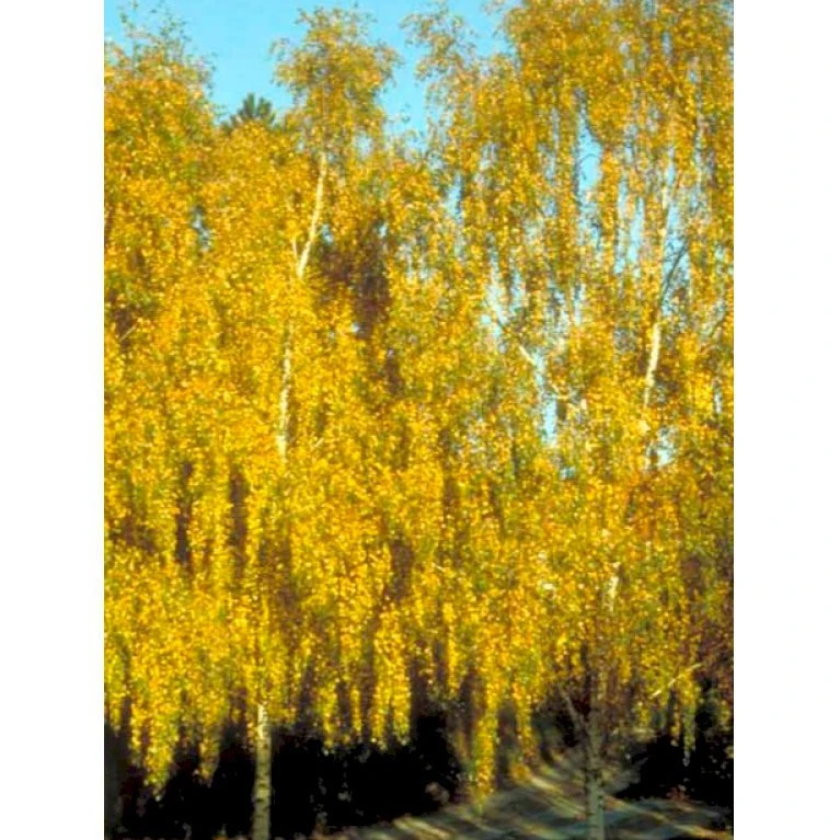 Vortebirk Betula Pendula Heister 175-200 Cm. Med Potte - Billede 4