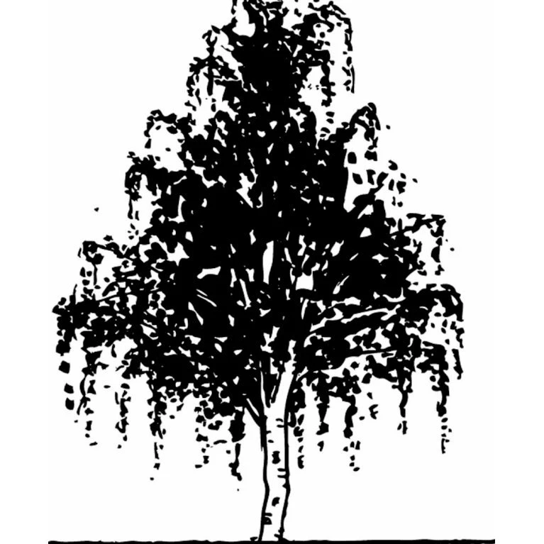 Vortebirk Betula Pendula Heister 175-200 Cm. Med Potte - Billede 3