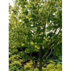 Stribet Løn Acer Pensylvanicum Solitær Busk 150-200 Cm. - Med Klump