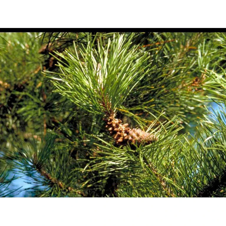 Pinus Contorta Almindelig Klitfyr Barrods,- 3 års (2/1) 20-50 Cm. - Billede 4
