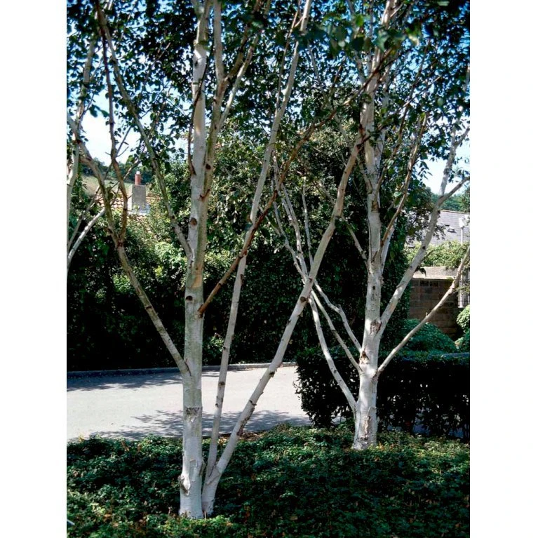 Himalayabirk Betula Utilis Heister 175-200 Cm. Med Potte - Billede 4