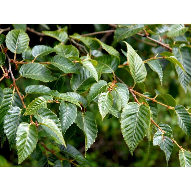 Himalayabirk Betula Utilis Heister 175-200 Cm. Med Potte - Billede 3