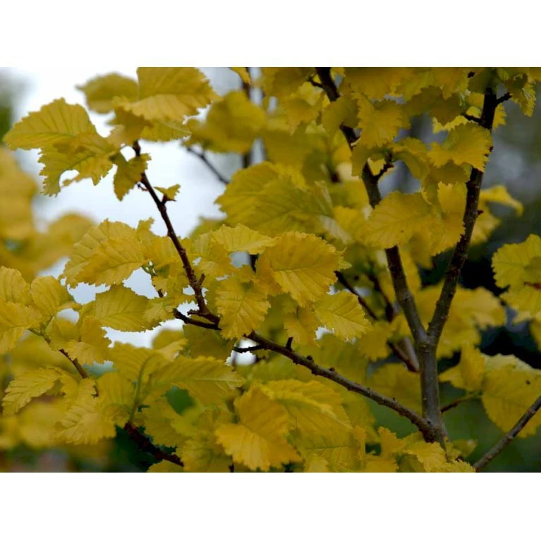Guld Elm Ulmus Hollandica 'Wredei' Med Klump,- 150-175 Cm. - Billede 4