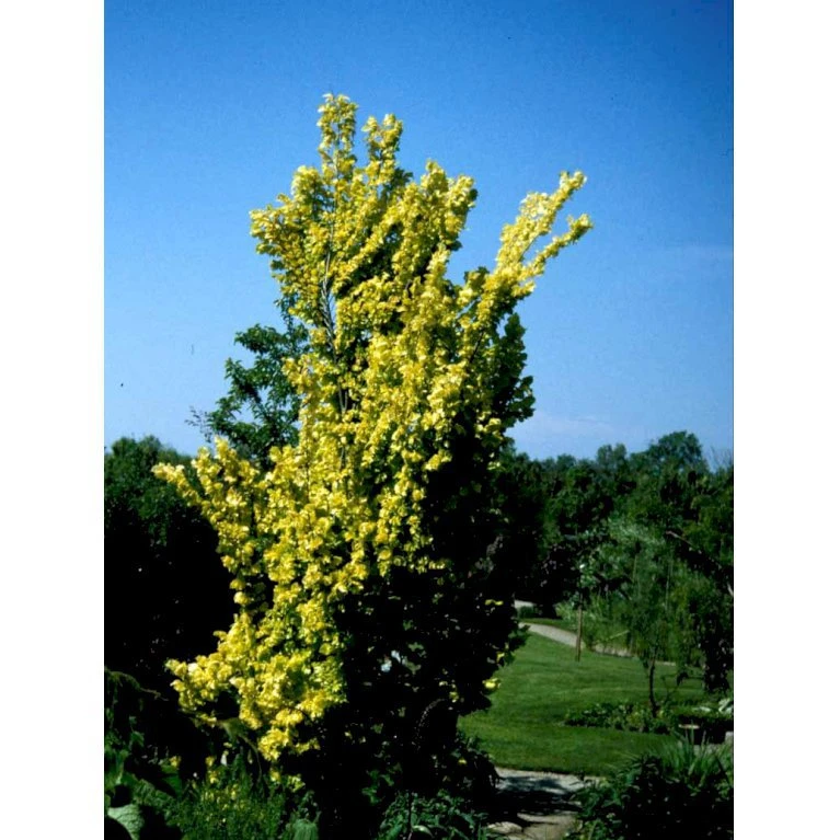 Guld Elm Ulmus Hollandica 'Wredei' Med Klump,- 150-175 Cm. - Billede 3