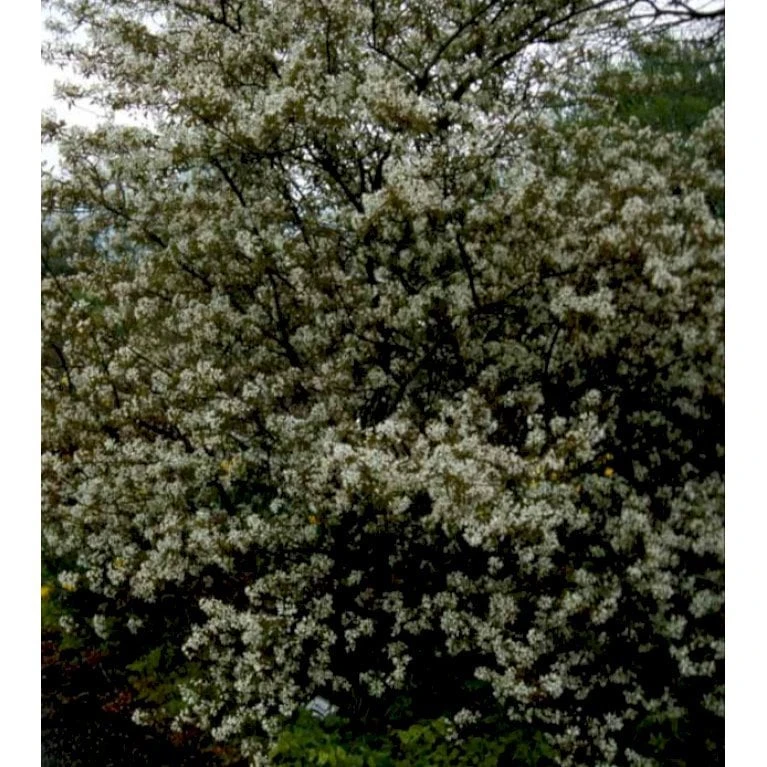 Bærmispel Til Hæk Amelanchier Lamarckii Med Klump,- 125-150 Cm. - Billede 3