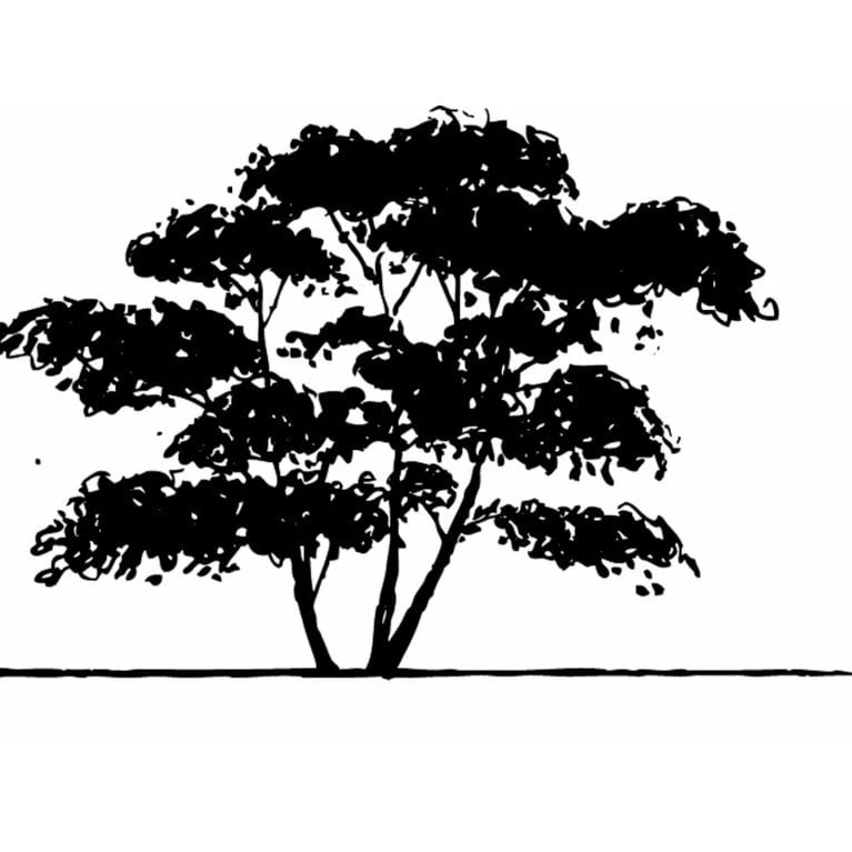 Bærmispel Til Hæk Amelanchier Lamarckii Med Klump,- 125-150 Cm. - Billede 2