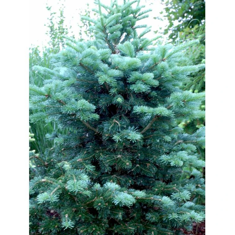 Klippegran Abies Lasiocarpa Barrods,- 3 års (2/1) 12-25 Cm.