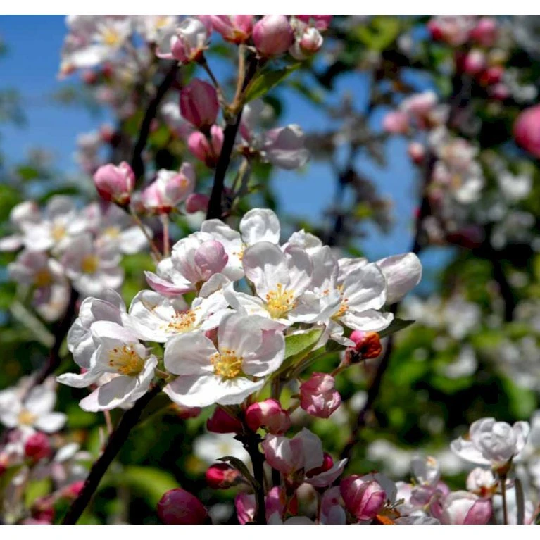Paradisæble 'Everest' Malus Ssp. 'Everest' Heister 175-200 Cm. Med Potte - Billede 4