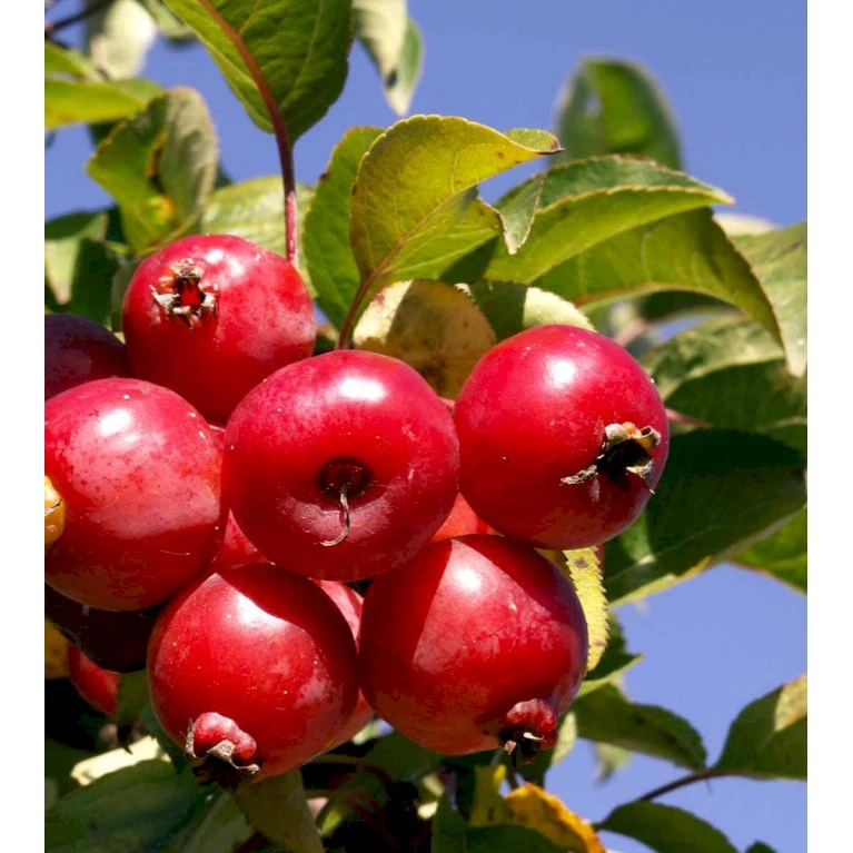 Paradisæble 'Everest' Malus Ssp. 'Everest' Heister 175-200 Cm. Med Potte - Billede 3