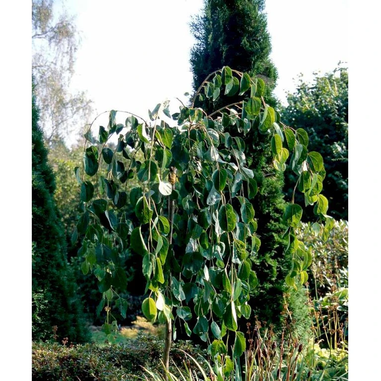 Hængende Hjertetræ Cercidiphyllum Japonicum 'Pendulum' Opstammet 150 Cm. Med Potte - Billede 3