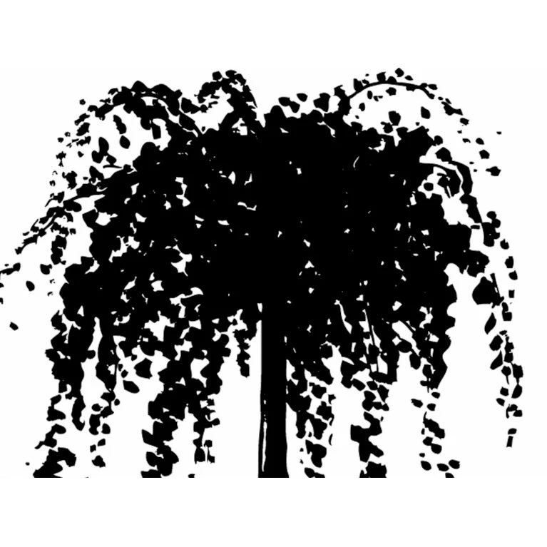 Hængende Hjertetræ Cercidiphyllum Japonicum 'Pendulum' Opstammet 150 Cm. Med Potte - Billede 5