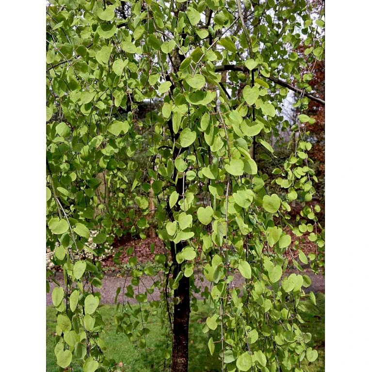 Hængende Hjertetræ Cercidiphyllum Japonicum 'Pendulum' Opstammet 150 Cm. Med Potte - Billede 4