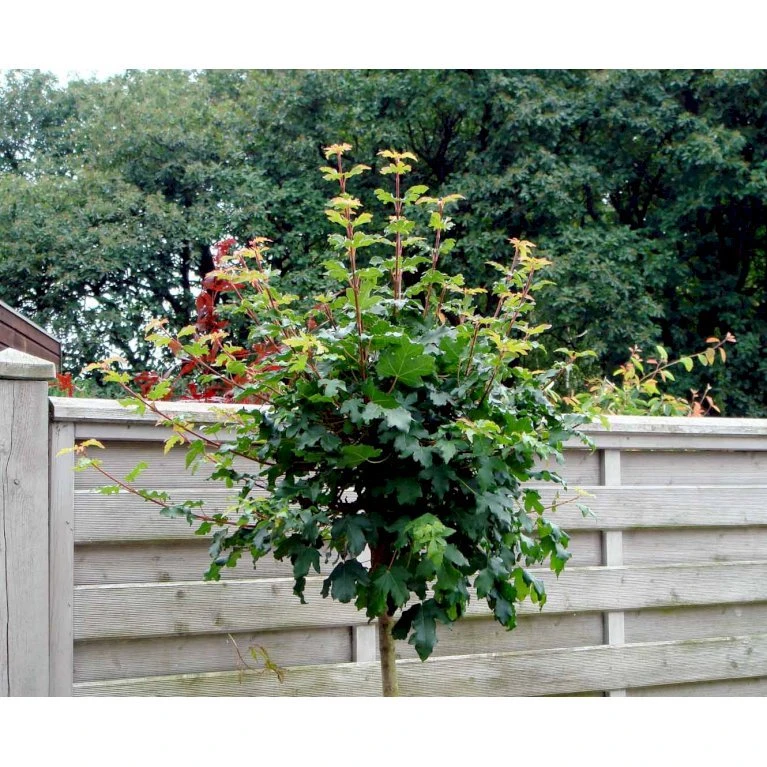 Kugle-Naur Acer Campestre 'Nanum' Opstammet 180 Cm. Med Potte - Billede 3