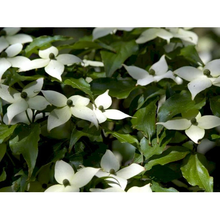 Osmo Koreakornel Cornus Kousa Med Klump,- 125-150 Cm. - Billede 7